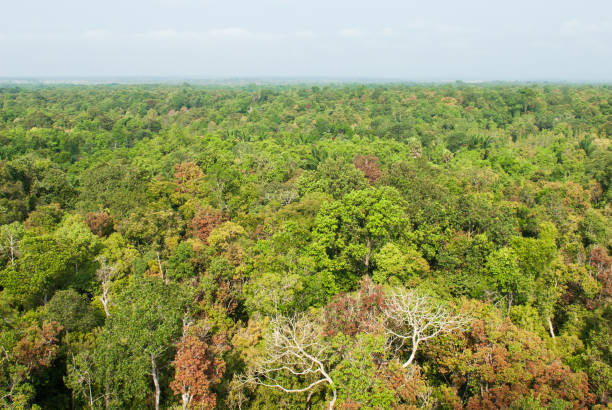istock Aerial view, sunrise shines down around peat swamp forest, beautiful shaped, shadow and green canopy. 1130531665