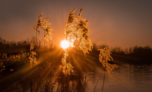 Setting sunbeams through reed on a lake