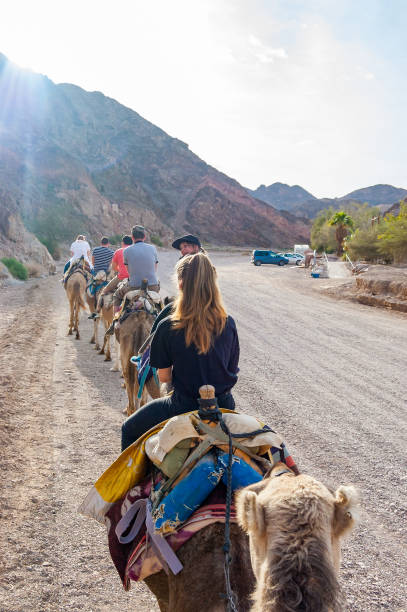 gruppo, carovana di cammelli con turisti che camminano di fila nel deserto di eilat - east middle road desert foto e immagini stock