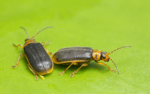 istock Water lily beetles, Galerucella nymphaeae on water lily leaf 1130532617