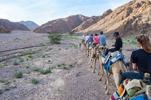 Eilat, Israel - March 21, 2017: Group, caravan of camels with tourists walking in a row in Eilat desert