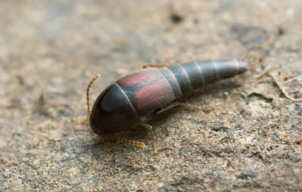 istock Rove beetle, Sepedophilus marshami on rock 1130532724