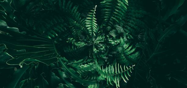 istock Vertical garden with tropical green leaf, Dark tone 1130532783