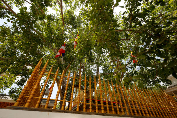 Jaya Sri Maha Bodhi in Anuradhapura, Sri Lanka Jaya Sri Maha Bodhi, a sacred fig tree, the oldest living human-planted tree in the world with a known planting date, in the Mahamewna Gardens, Anuradhapura, Sri Lanka. anuradhapura stock pictures, royalty-free photos & images