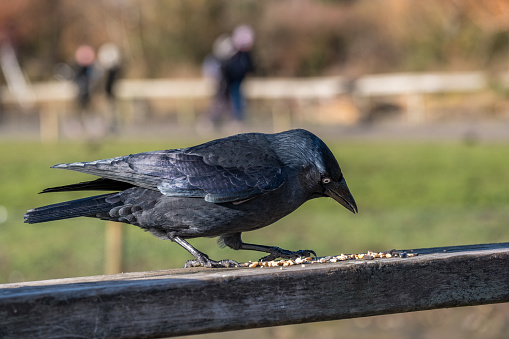 Crow eating on a wooden fence.