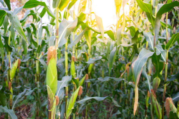 istock green corn in farm with sun light 1130533799