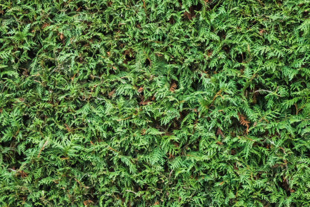 istock Natural pattern background of green plants 1130534173