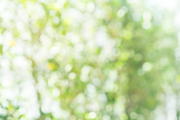 istock abstract blurred clean nature forest with sunny and bokeh light in public park  panoramic horizontal background 1130534326