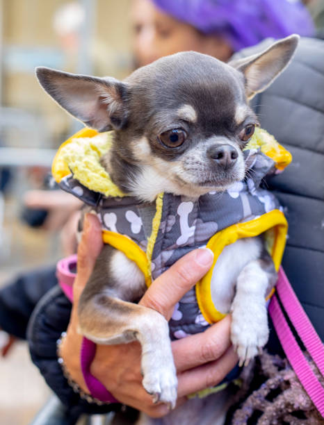 istock chihuahua hold in hands with a cute jacket 1130535553