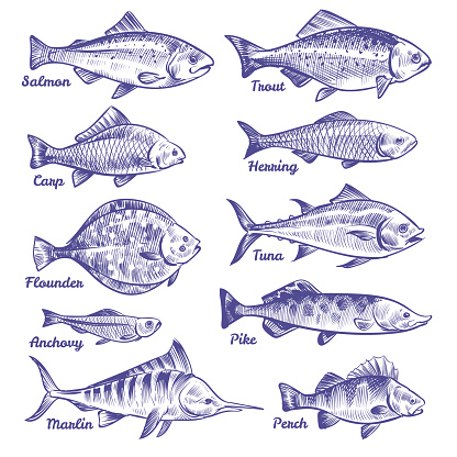 Hand drawn fishes. Ocean sea river fishes sketch fishing seafood herring tuna salmon anchovy trout perch pike, vector collection