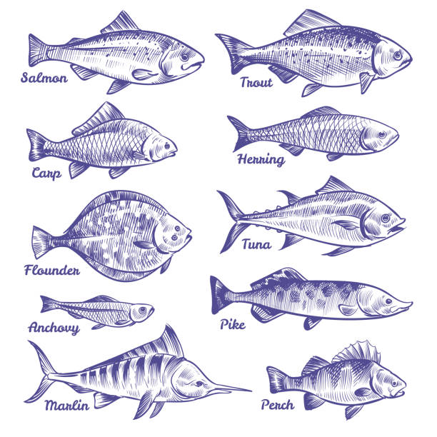 Hand drawn fishes. Ocean sea river fishes sketch fishing seafood herring tuna salmon anchovy trout perch pike Hand drawn fishes. Ocean sea river fishes sketch fishing seafood herring tuna salmon anchovy trout perch pike, vector collection fish drawings stock illustrations