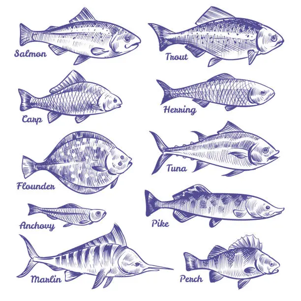 Vector illustration of Hand drawn fishes. Ocean sea river fishes sketch fishing seafood herring tuna salmon anchovy trout perch pike