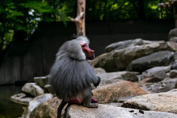 mantle baboon is sitting on a rock