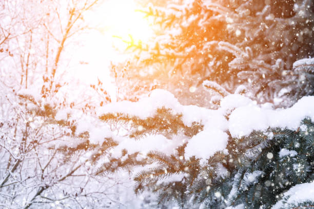 istock Winter fir tree christmas scene with sunlight. 1130536187