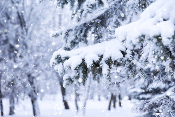 istock Winter fir tree christmas scene with sunlight 1130536197