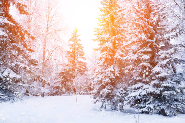 istock Winter fir tree christmas scene with sunlight 1130536734