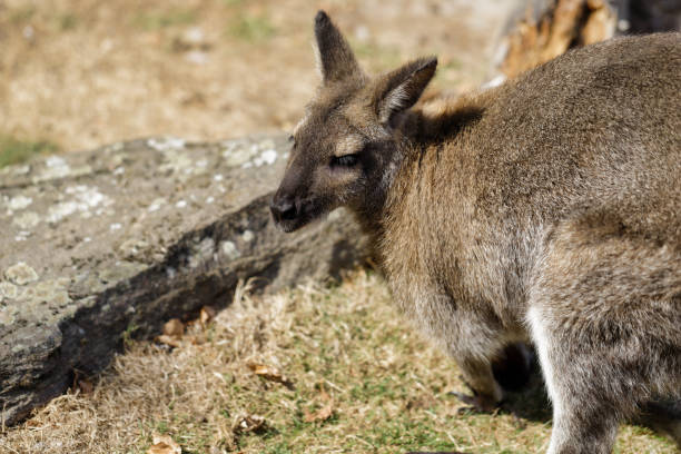istock Portrait of australian kangaroo (marsupial) 1130538365