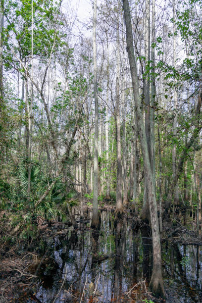istock Reflections of a Cypress Swamp 1130538686