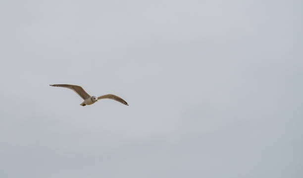istock A ring billed gull flying through grey skies in New Jersey 1130538716