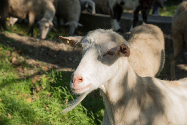 istock Goat in a farm 1130539638