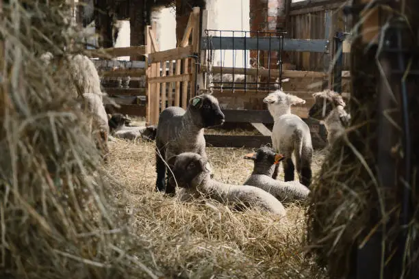 Photo of Small sheep shed full of baby sheeps in countryside
