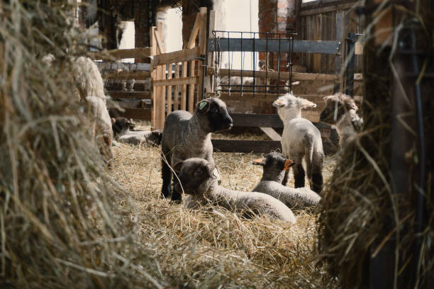 маленький сарай овец полный детских овец в сельской местности - rural scene non urban scene domestic animals sheep стоковые фото и изображения