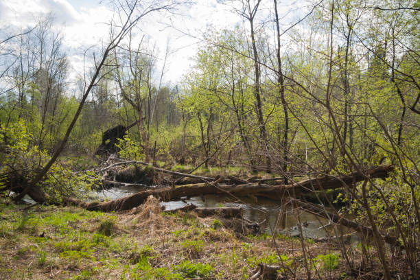 istock Small brook in the forest 1130540092