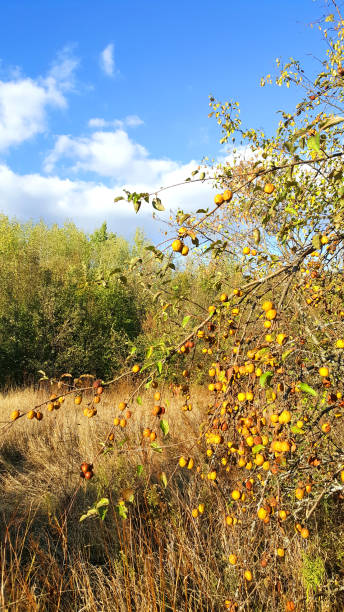 wild apples on apple-tree branches - leafes autumn grass nature imagens e fotografias de stock