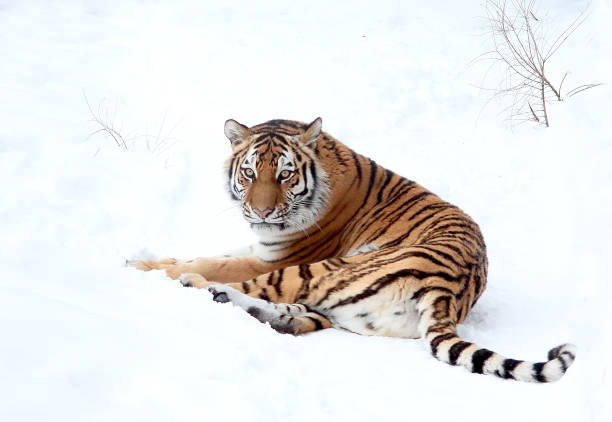 istock The master of the Siberian taiga has a rest lying on snow 1130540192