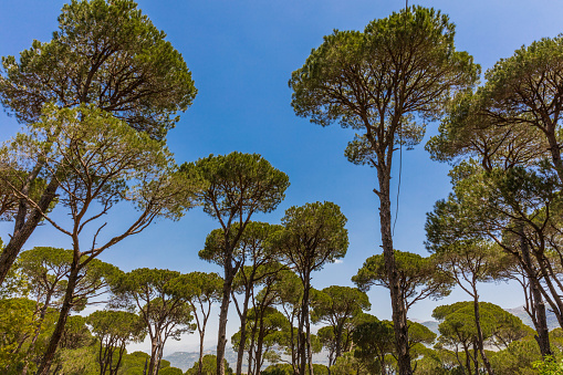 Pine trees forest of Jezzine in South Lebanon Middle east