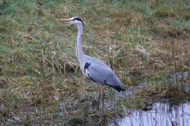 istock Heron at Priddys Hard in Gosport 1130540667