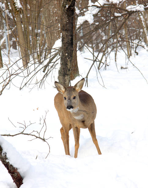 istock Young roe against the background of the winter forest 1130541821