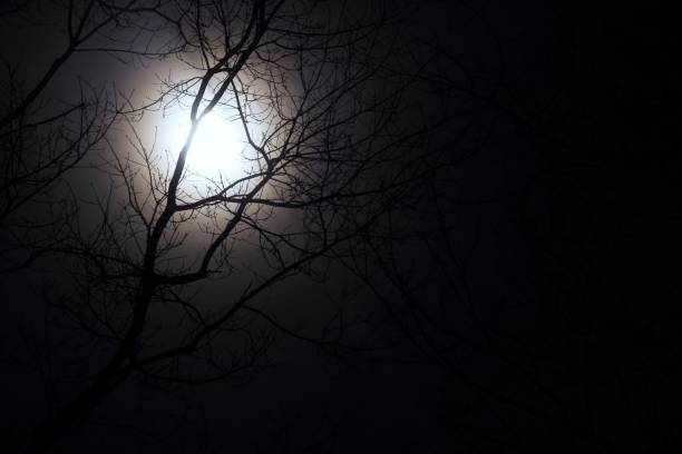 Mystical moments Branches are in front of the moon mondlicht stock pictures, royalty-free photos & images