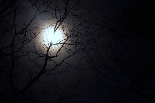 Mystical moments Branches are in front of the moon mondlicht stock pictures, royalty-free photos & images