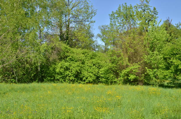 istock Meadow in botanical garden in spring 1130541878