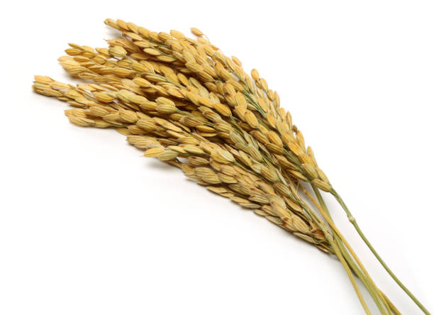 istock A bunch of rice ears isolated on white 1130542888