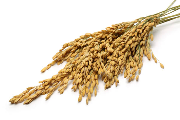 istock A bunch of rice ears isolated on white 1130542894