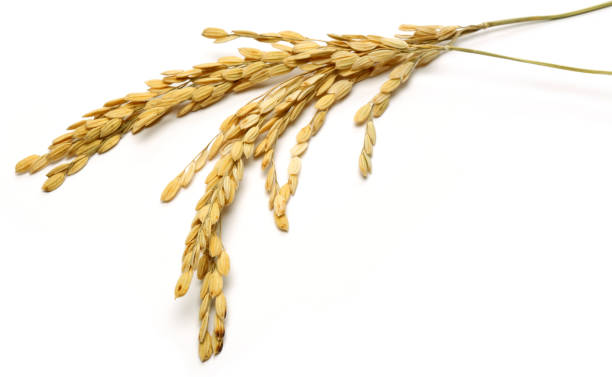 istock A bunch of rice ears isolated on white 1130542942