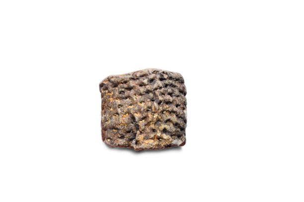 istock Carboniferous Petrified Plant Root Fossil 1130542945