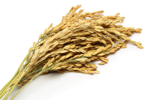 A bunch of rice ears isolated on white background