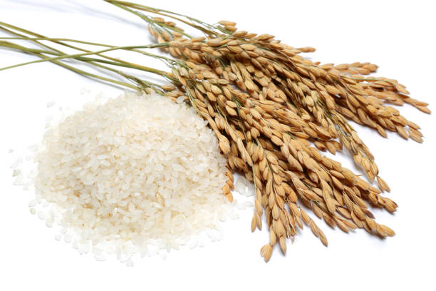 pęczek uszu ryżu i białego ryżu - rice cereal plant white rice white zdjęcia i obrazy z banku zdjęć