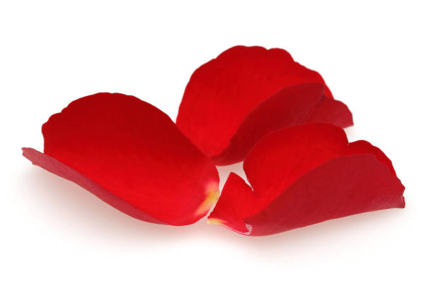 istock Red rose rose petals isolated on white 1130542951
