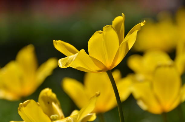 istock Yellow tulip closeup 1130543165