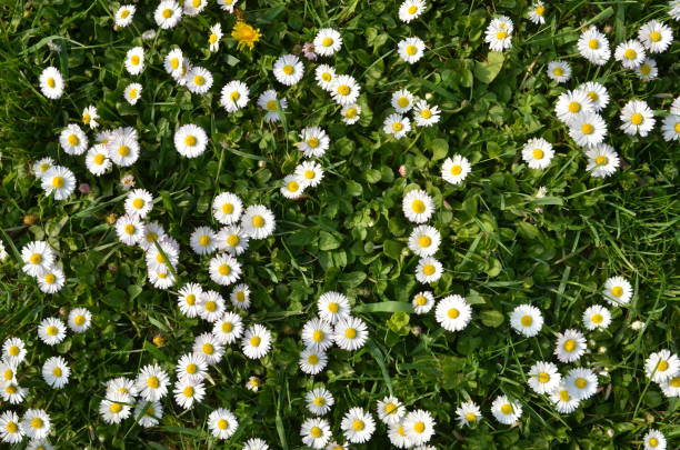 weiße gemeinsame gänseblümchen, hintergrund - spring flower daisy field stock-fotos und bilder