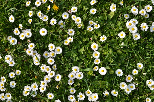 Summer flowering meadow using macro lens.