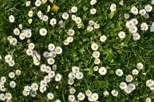 Meadow with green grass and a lot of white common daisy flowers (Bellis Perennis) photographed from above. Floral background. Springtime season.