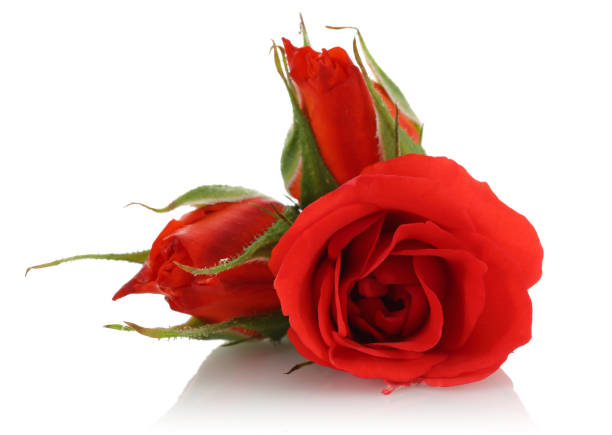 single red rose isolated on white - bouquet bunch cut out drop imagens e fotografias de stock