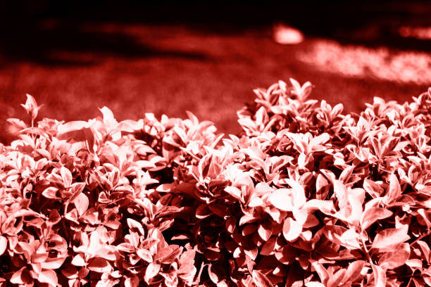 Beautiful flowers on blurred bokeh background. Flowers texture. Color of the year 2019 living coral concept.