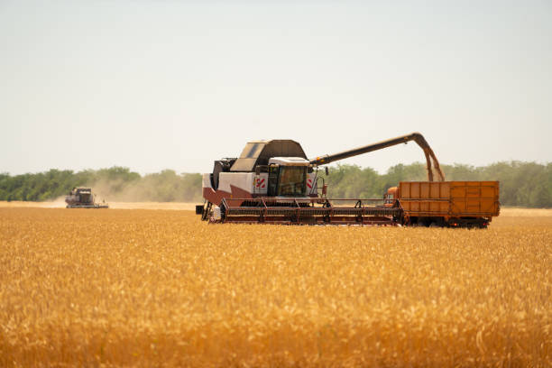 istock Combine harvester harvests wheat 1130544915