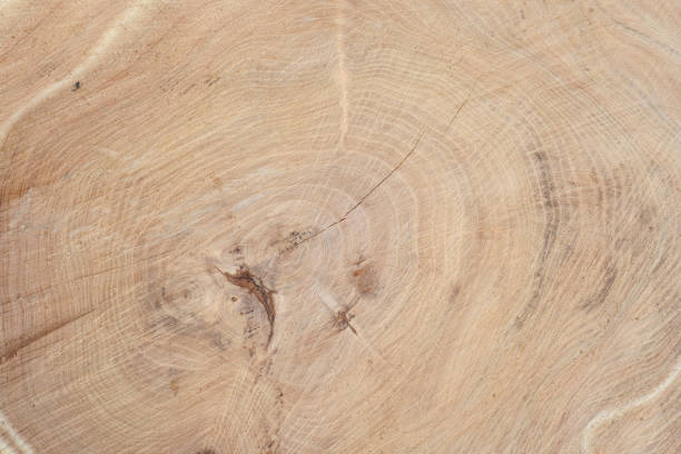 istock Stump wooden texture and background. 1130545285